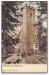 staré foto - hrad Rýzmberk 1904